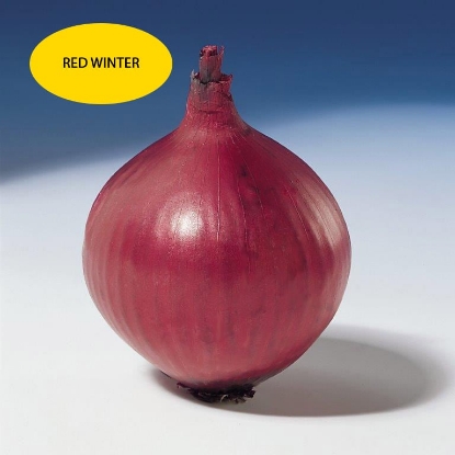 Picture of Onion Sets Red Winter  - Delivery Late Aug/Early Sept